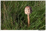 Shaggy Parasol